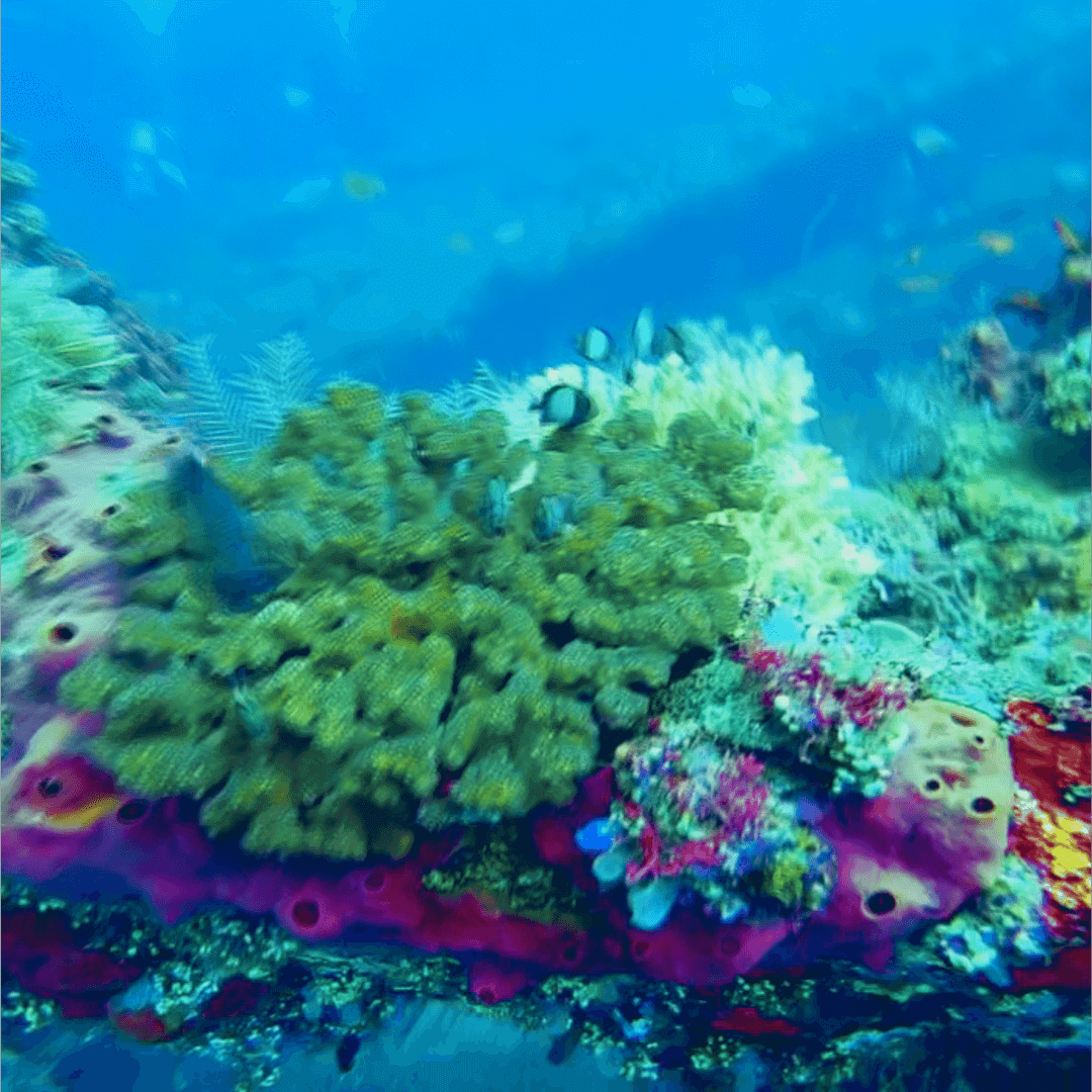 Cargo Hold of the Kogyo Maru